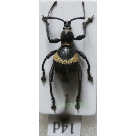 Calidiopsis speciosa Heller, 1913 male Philippines14d
